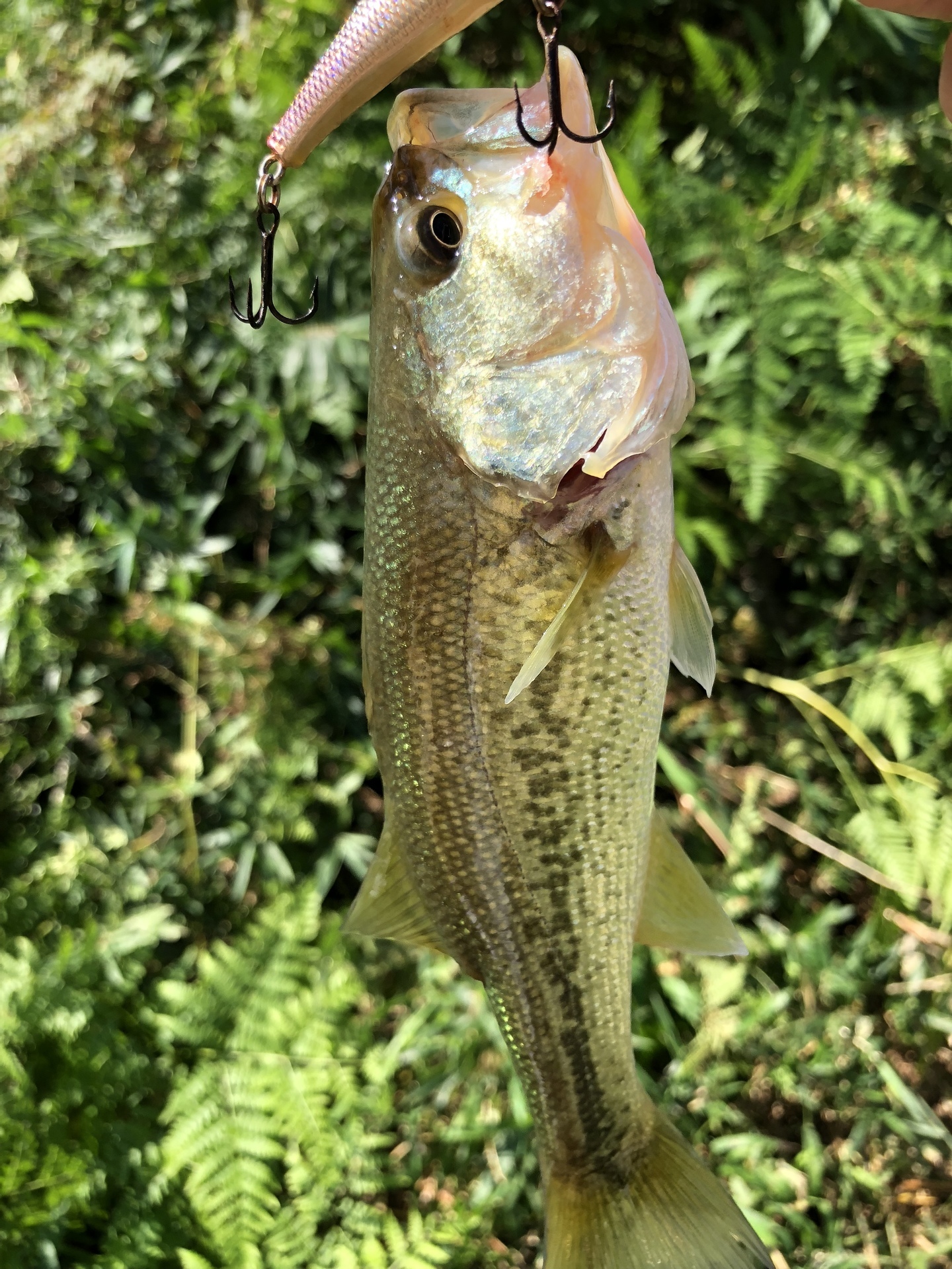 バス釣り トラウト 湖、渓流釣り ミノー ルアー ワカサギルアー