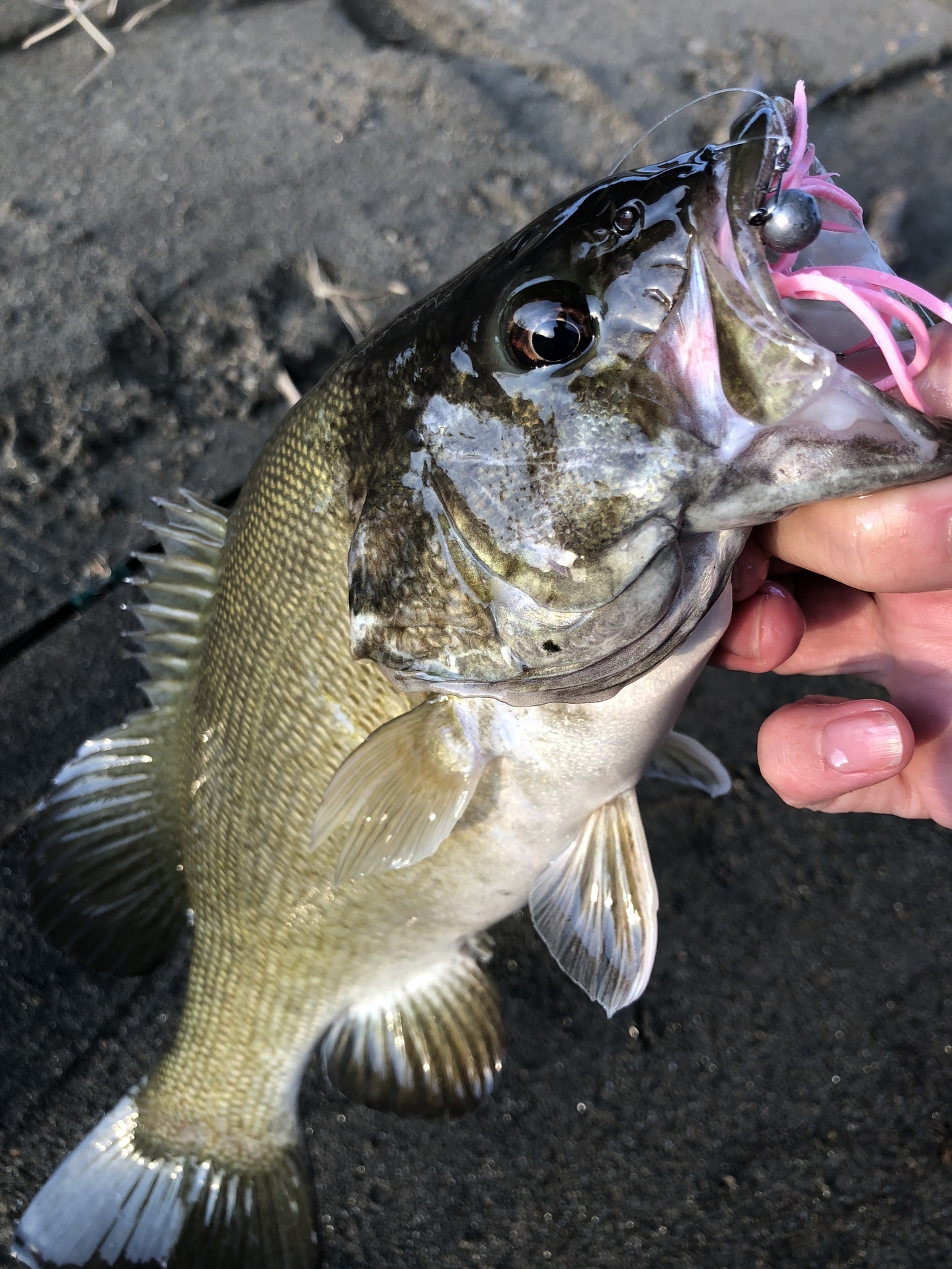 春のスモールマウスバスの釣り方 バス釣り三昧 スモールマウスバス攻略ブログ