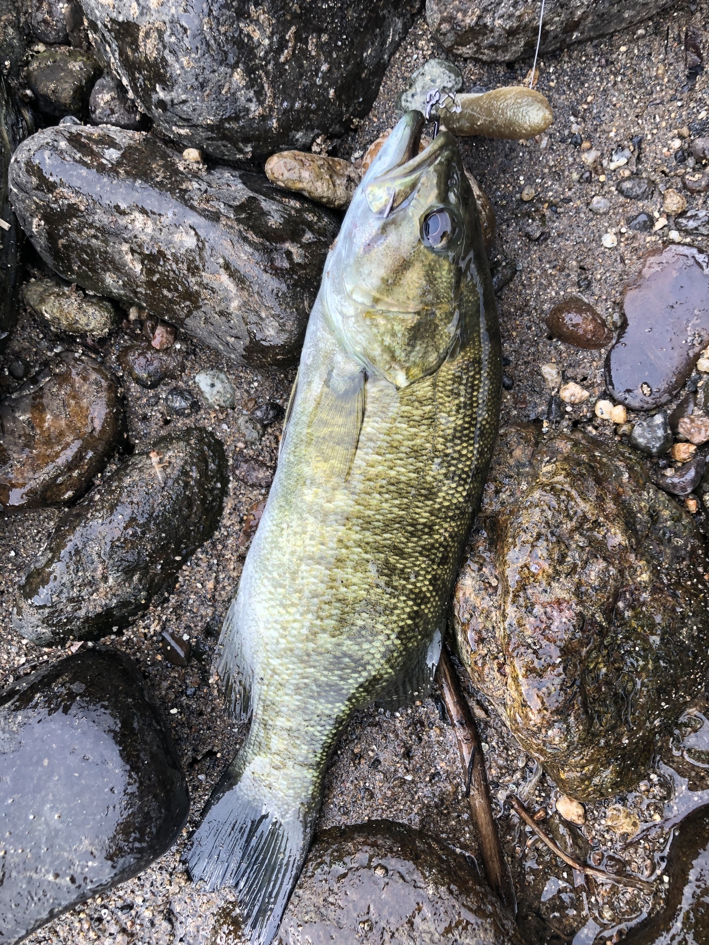 バス釣り三昧 スモールマウスバス攻略ブログ