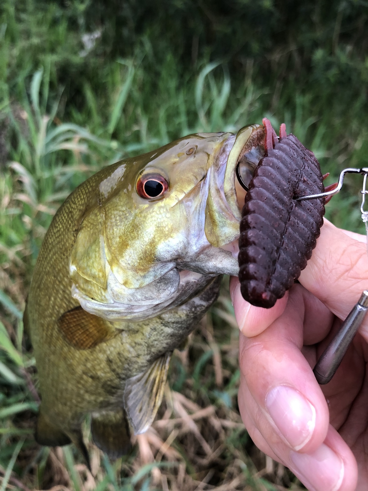 デプス ブルフラットの使い方 バス釣り三昧 スモールマウスバス攻略ブログ