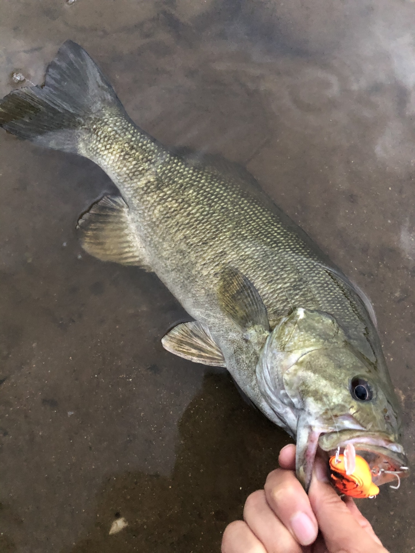 濁ったら巻き物でスモールマウスバス バス釣り三昧 スモールマウスバス攻略ブログ