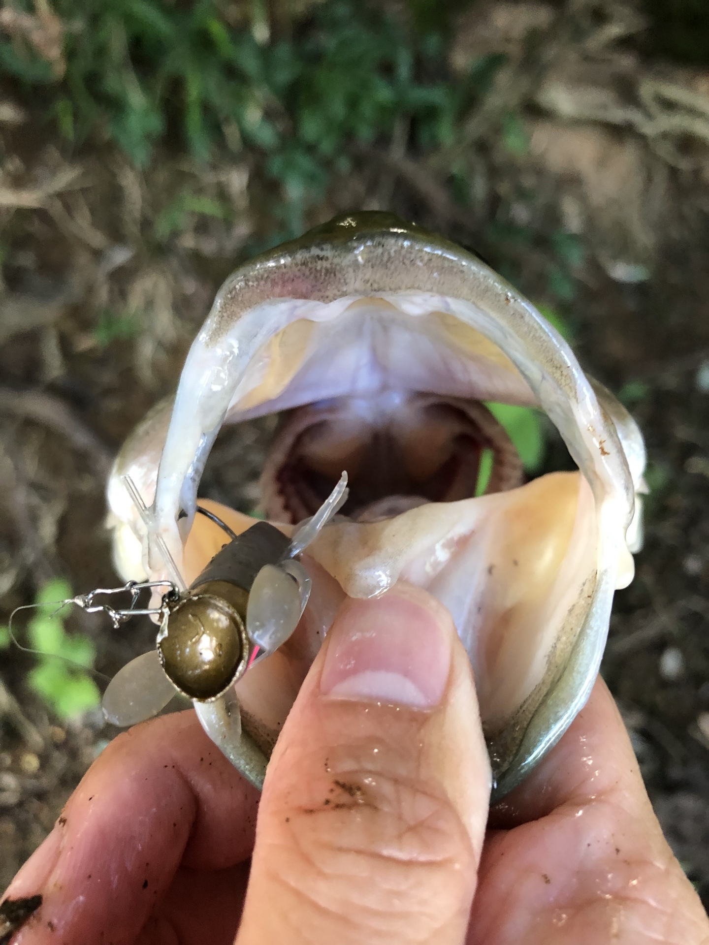 オリカネ虫でラージマウスバス バス釣り三昧 スモールマウスバス攻略ブログ