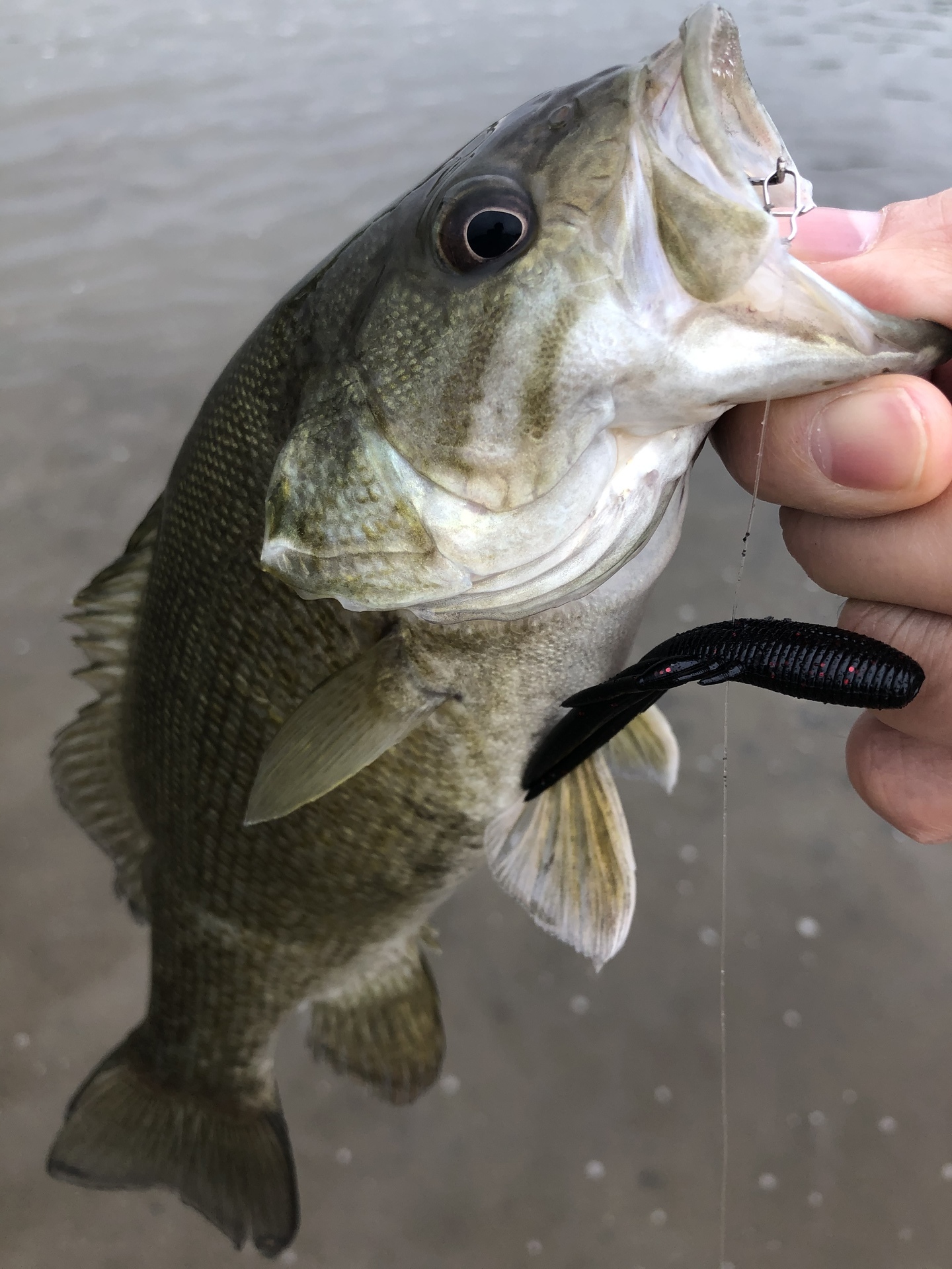 4 バス釣り三昧 スモールマウスバス攻略ブログ