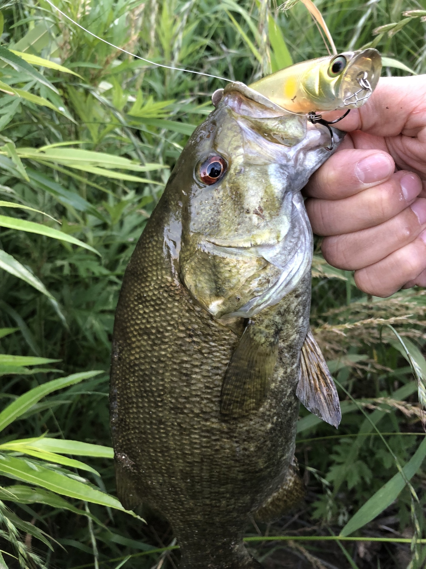 ビンクシーの使い方 バス釣り三昧 スモールマウスバス攻略ブログ