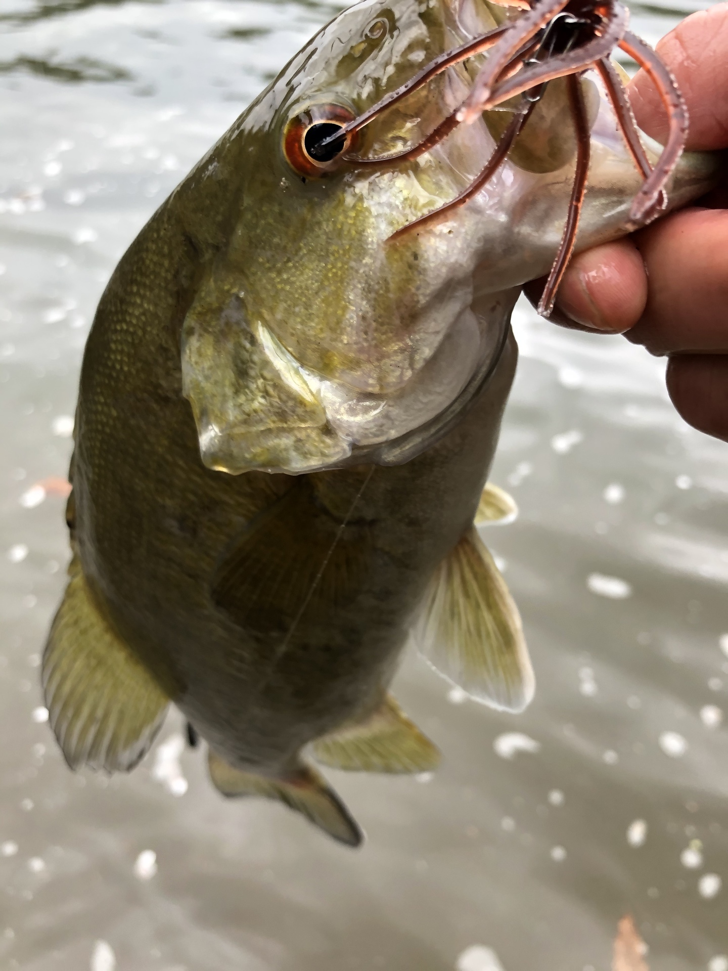 バス釣り三昧 スモールマウスバス攻略ブログ