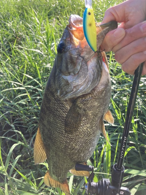 スモールマウス完全バイブル ダッジのちレベルバイブ: バス釣り三昧〜スモールマウスバス攻略ブログ〜